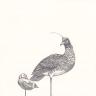 Horned Screamer and Spectacled Eider by Jill Tegan Doherty